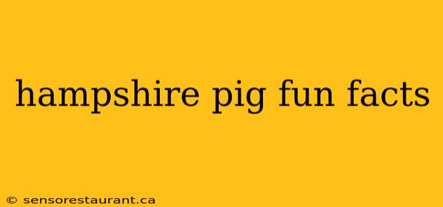 hampshire pig fun facts