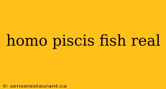 homo piscis fish real