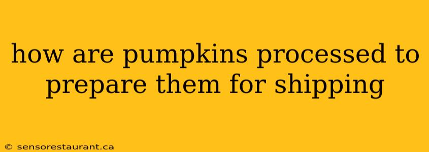 how are pumpkins processed to prepare them for shipping