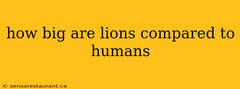 how big are lions compared to humans