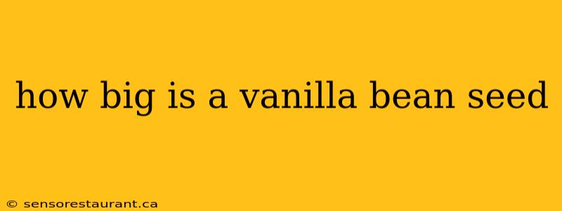 how big is a vanilla bean seed