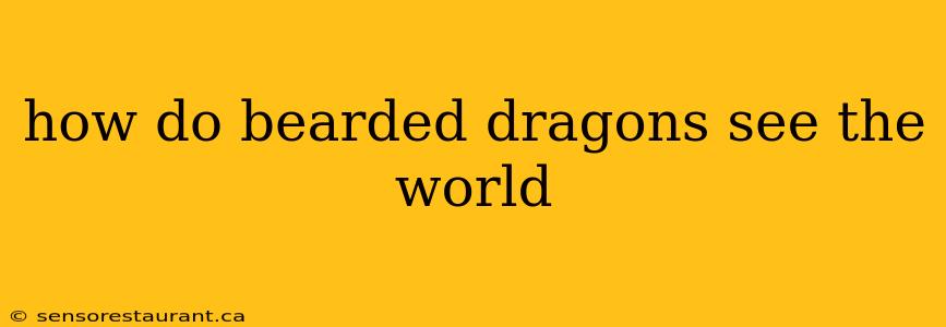 how do bearded dragons see the world