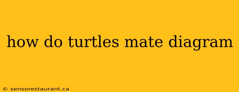 how do turtles mate diagram