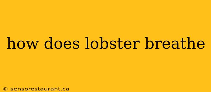 how does lobster breathe