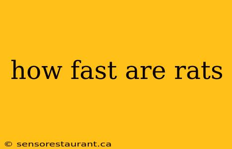 how fast are rats