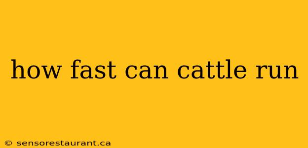 how fast can cattle run