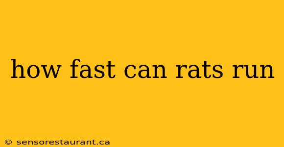 how fast can rats run