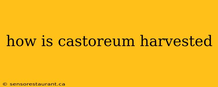 how is castoreum harvested