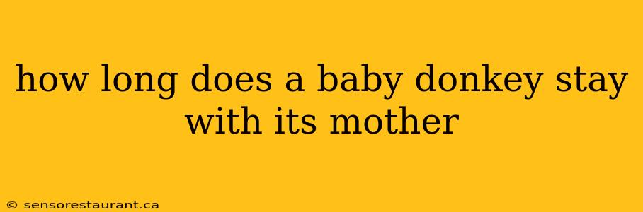 how long does a baby donkey stay with its mother