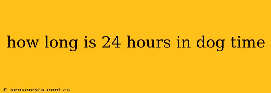 how long is 24 hours in dog time