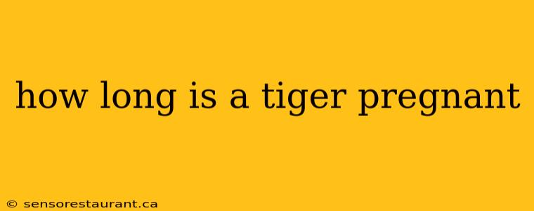 how long is a tiger pregnant