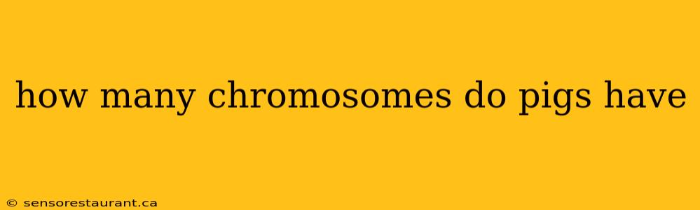 how many chromosomes do pigs have