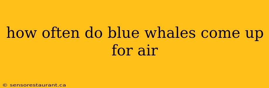 how often do blue whales come up for air