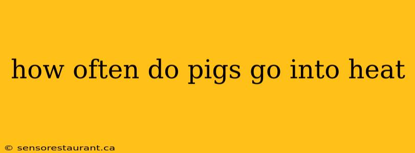 how often do pigs go into heat