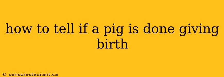 how to tell if a pig is done giving birth