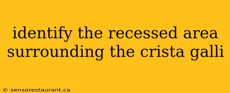 identify the recessed area surrounding the crista galli