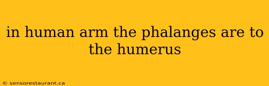 in human arm the phalanges are to the humerus