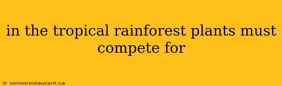 in the tropical rainforest plants must compete for