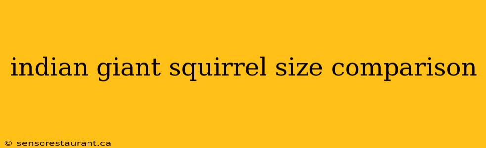 indian giant squirrel size comparison