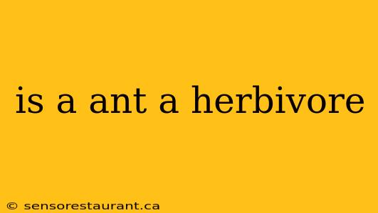 is a ant a herbivore