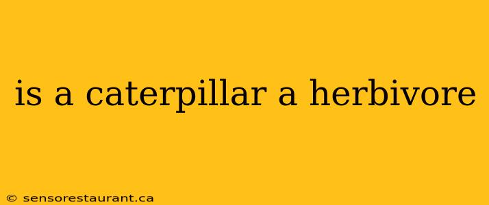 is a caterpillar a herbivore