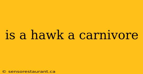 is a hawk a carnivore