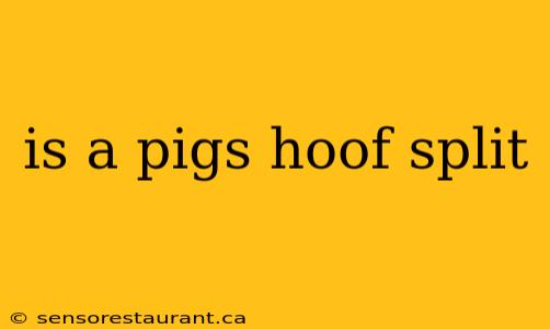 is a pigs hoof split