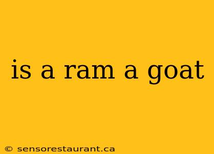 is a ram a goat