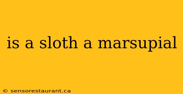 is a sloth a marsupial