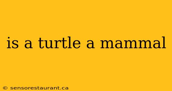 is a turtle a mammal