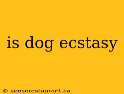 is dog ecstasy