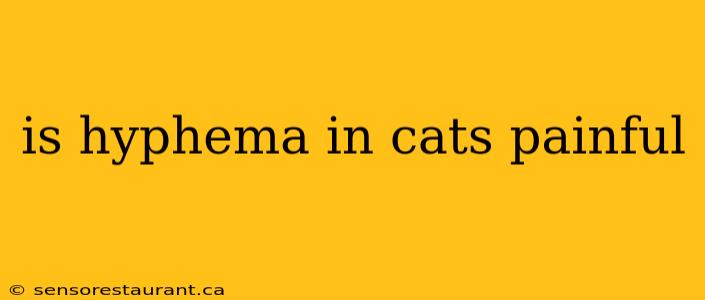 is hyphema in cats painful