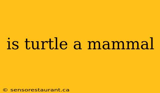 is turtle a mammal