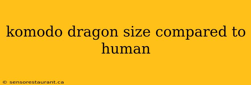 komodo dragon size compared to human