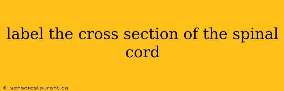 label the cross section of the spinal cord