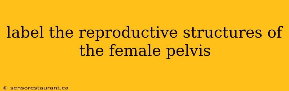 label the reproductive structures of the female pelvis