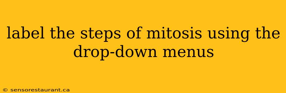 label the steps of mitosis using the drop-down menus