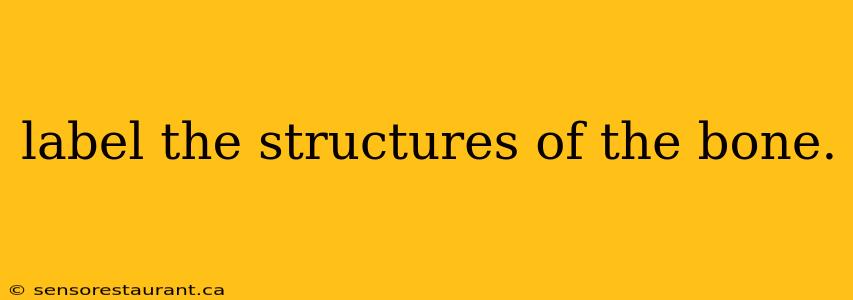 label the structures of the bone.