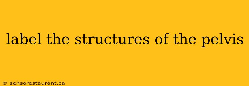 label the structures of the pelvis