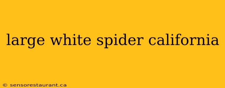 large white spider california