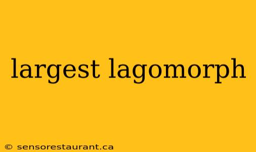 largest lagomorph