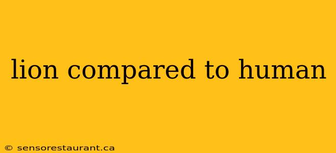 lion compared to human