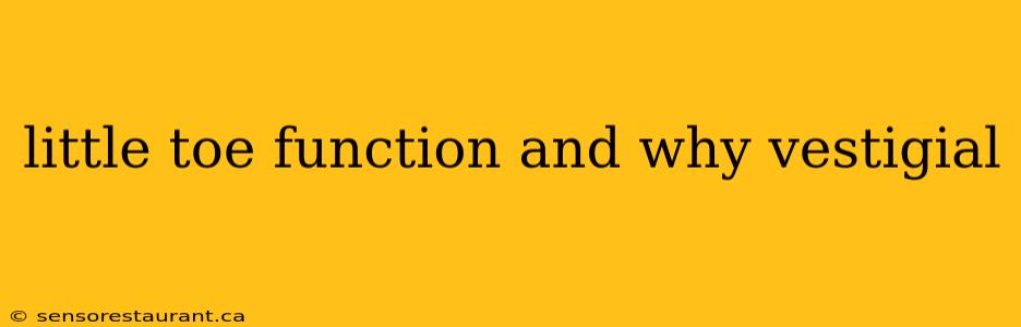 little toe function and why vestigial