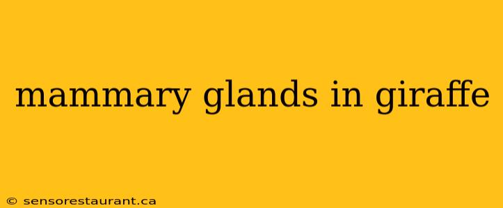 mammary glands in giraffe