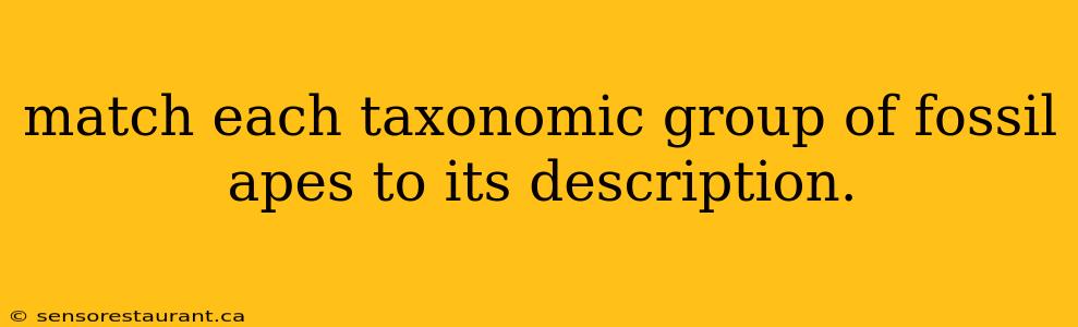 match each taxonomic group of fossil apes to its description.