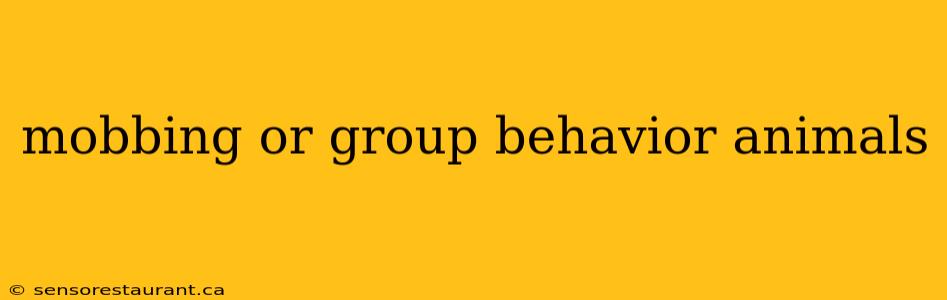 mobbing or group behavior animals