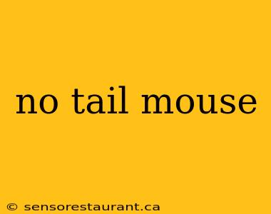 no tail mouse