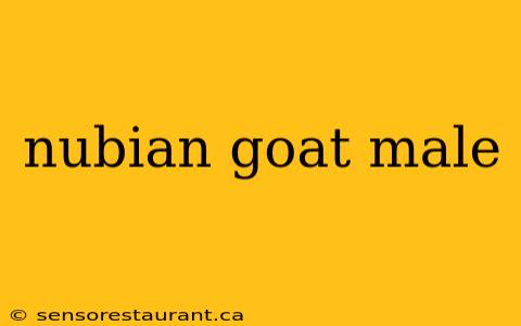 nubian goat male