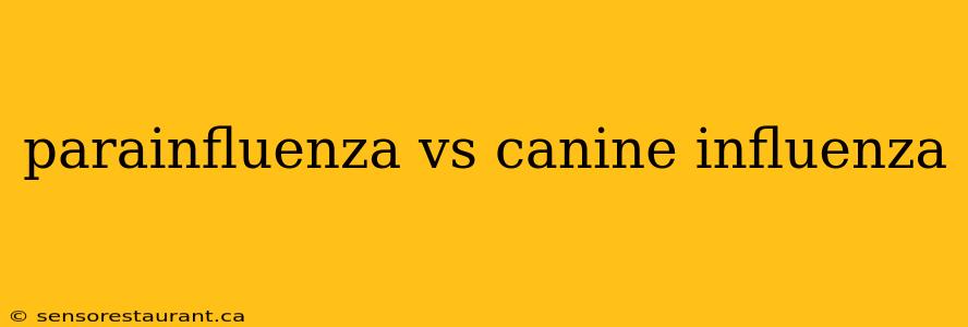 parainfluenza vs canine influenza