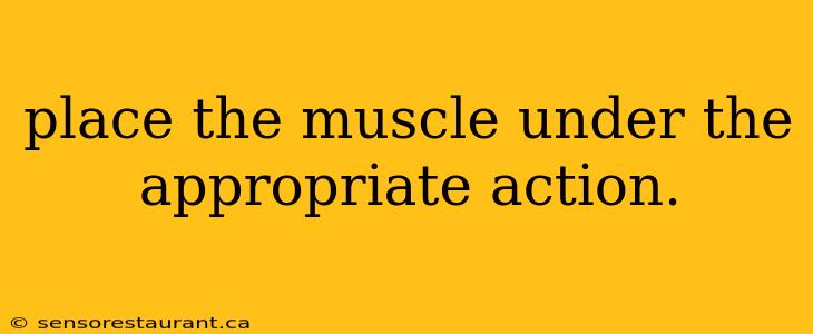 place the muscle under the appropriate action.